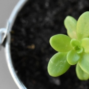 Photo of a growing succulent in a bucket of fresh soil