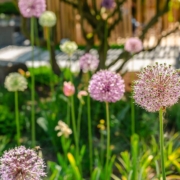 close up of colorful flowerbed with persian onion star of persia