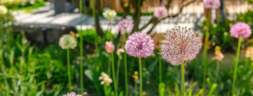 close up of colorful flowerbed with persian onion star of persia