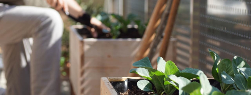 vegetables growing in a wooden self built raised bed on a balcony garden