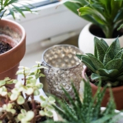 Houseplants on windowsill in real room interior close-up