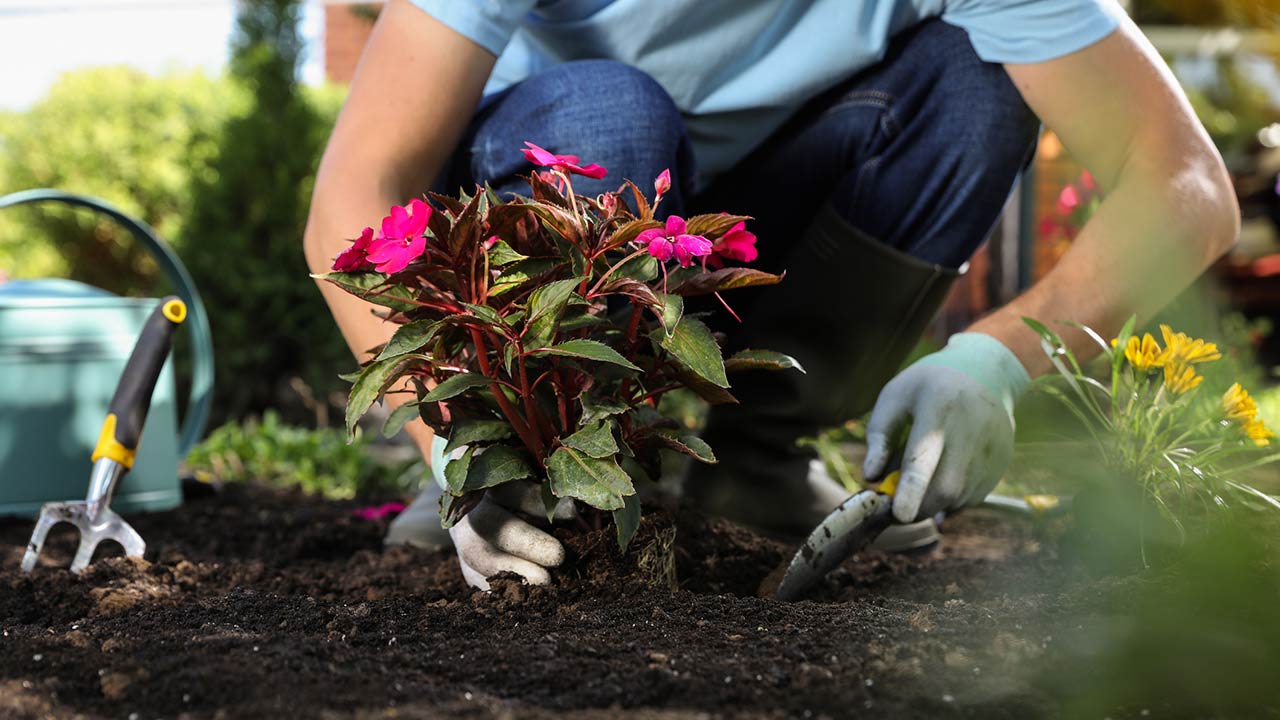 Man planting flowers outdoors, closeup